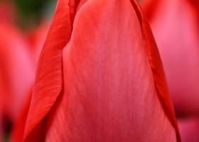 Tulipa Spryng ® (4)